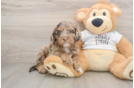 Smart Cockapoo Poodle Mix Pup