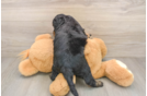 Cockapoo Pup Being Cute