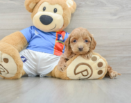 7 week old Cockapoo Puppy For Sale - Pilesgrove Pups