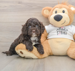 8 week old Cockapoo Puppy For Sale - Pilesgrove Pups