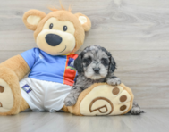 8 week old Cockapoo Puppy For Sale - Pilesgrove Pups