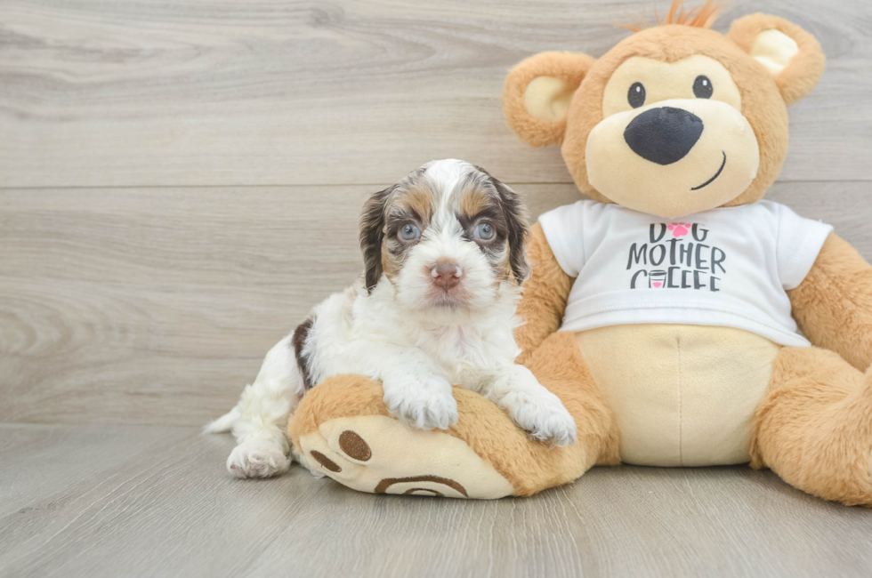 5 week old Cockapoo Puppy For Sale - Pilesgrove Pups