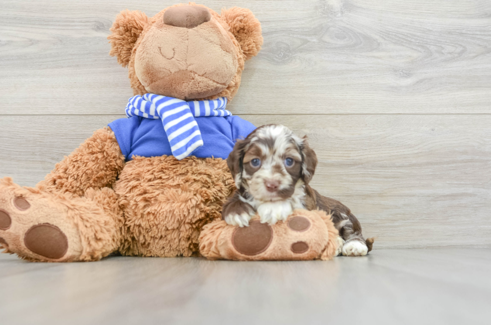 5 week old Cockapoo Puppy For Sale - Pilesgrove Pups