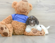 7 week old Cockapoo Puppy For Sale - Pilesgrove Pups