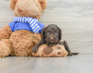 7 week old Cockapoo Puppy For Sale - Pilesgrove Pups