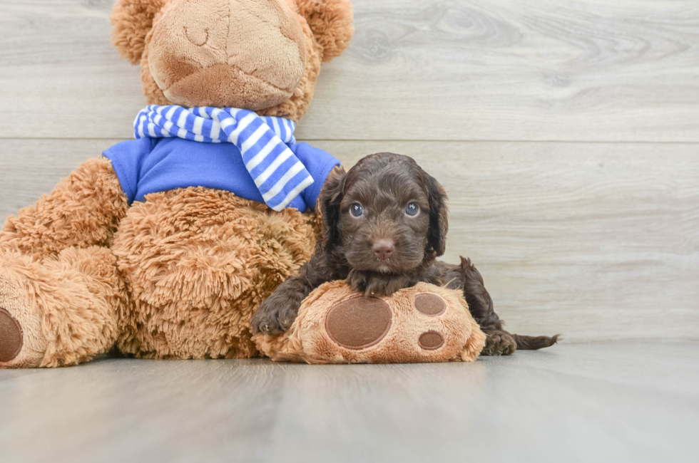 5 week old Cockapoo Puppy For Sale - Pilesgrove Pups