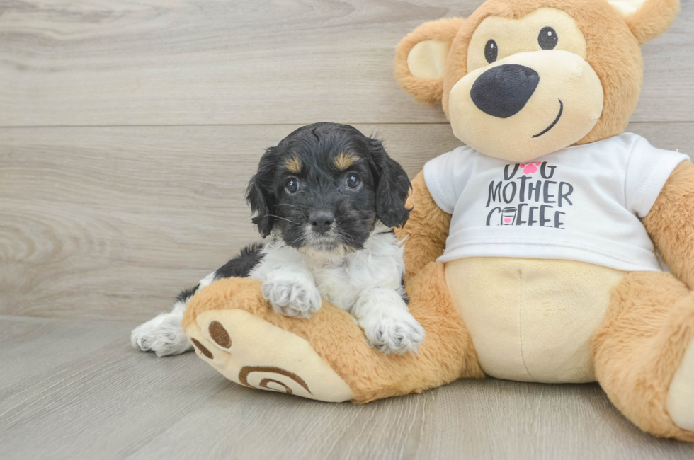 5 week old Cockapoo Puppy For Sale - Pilesgrove Pups