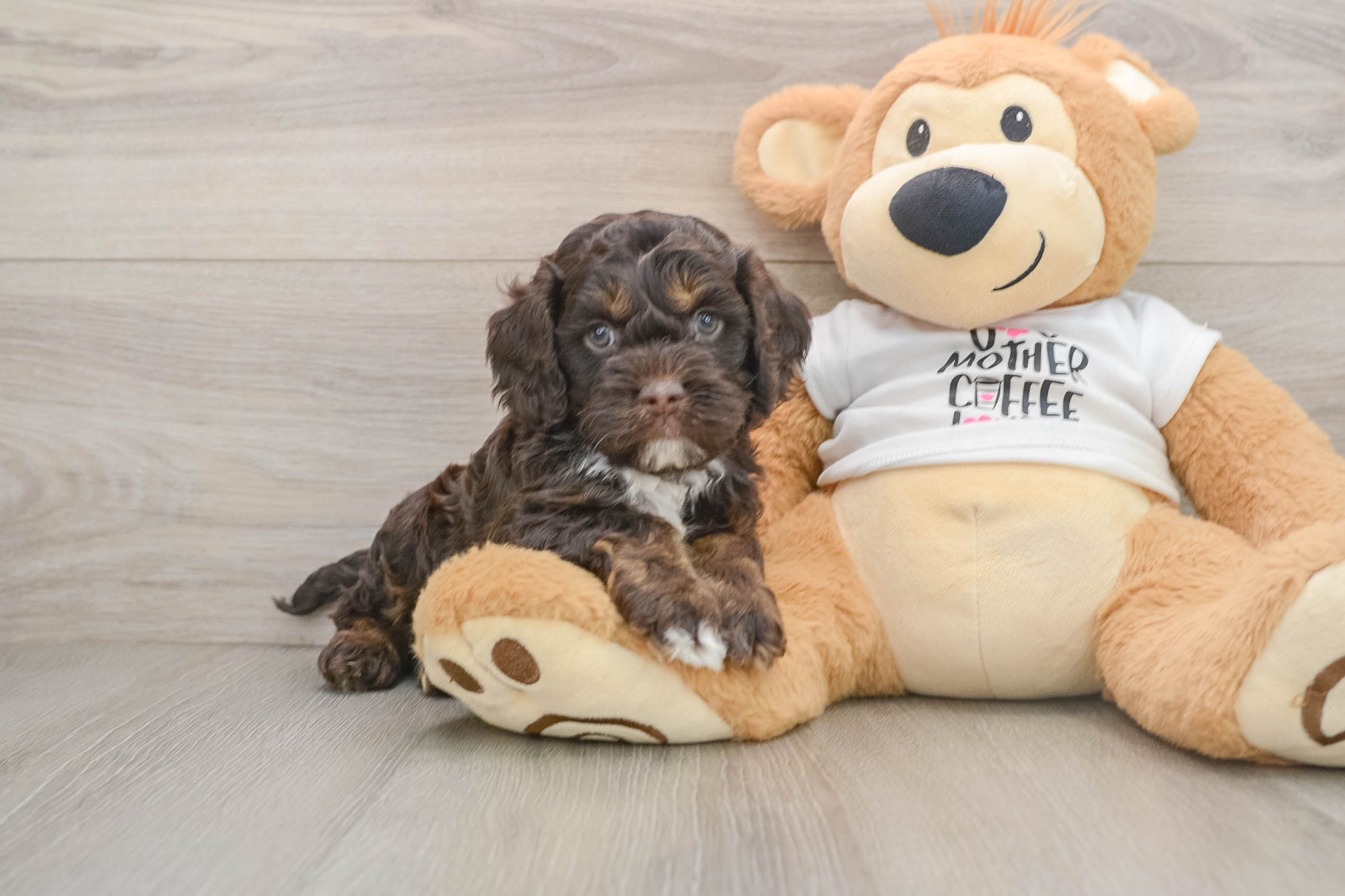Sweet Cockapoo Baby