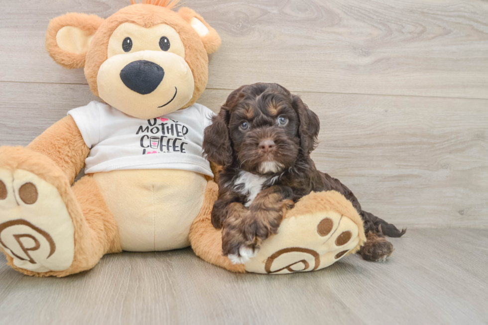 Cockapoo Pup Being Cute