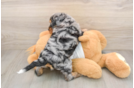 Best Cockapoo Baby