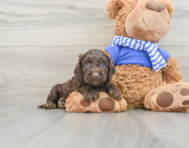 7 week old Cockapoo Puppy For Sale - Pilesgrove Pups