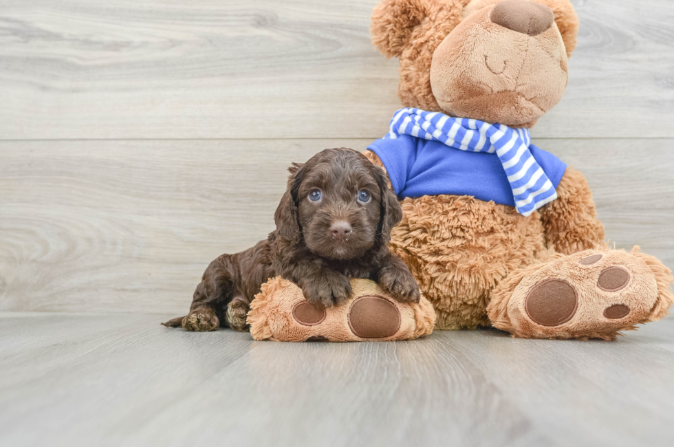 7 week old Cockapoo Puppy For Sale - Pilesgrove Pups