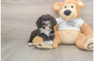 Cockapoo Puppy for Adoption