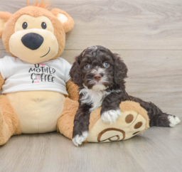 8 week old Cockapoo Puppy For Sale - Pilesgrove Pups