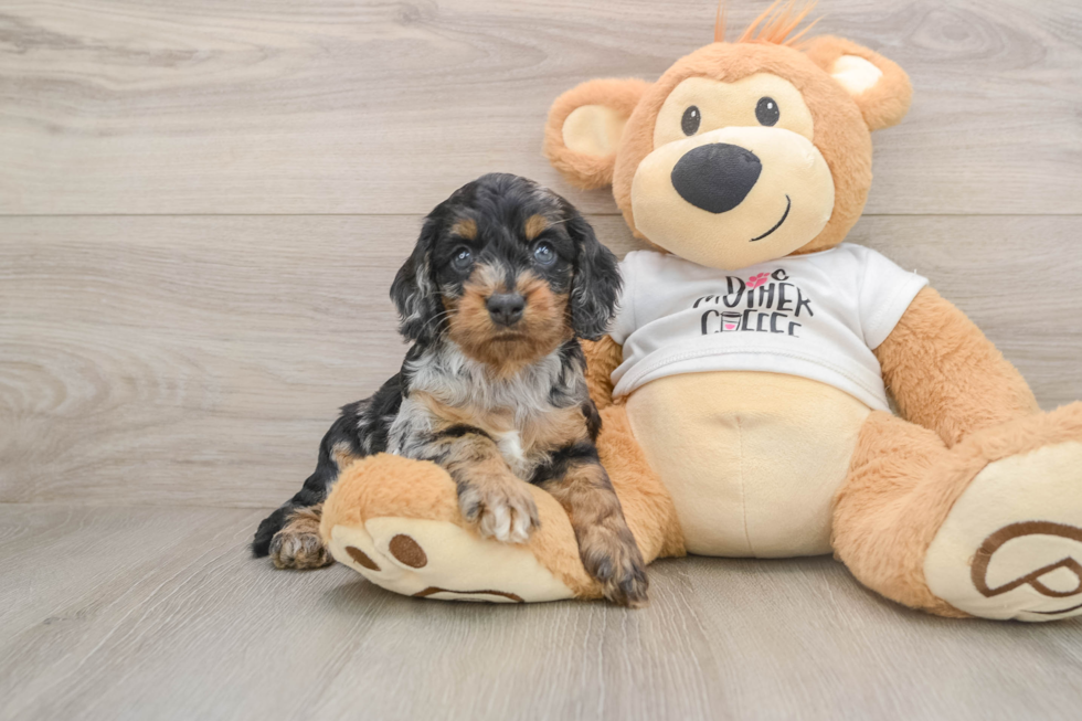 Cute Cockapoo Baby