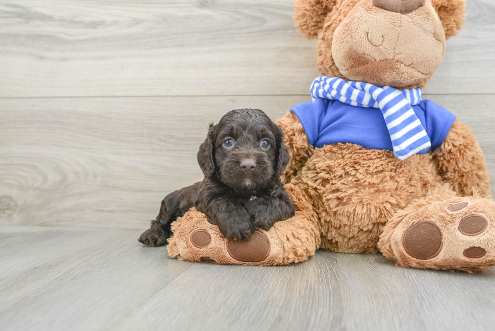 Best Cockapoo Baby