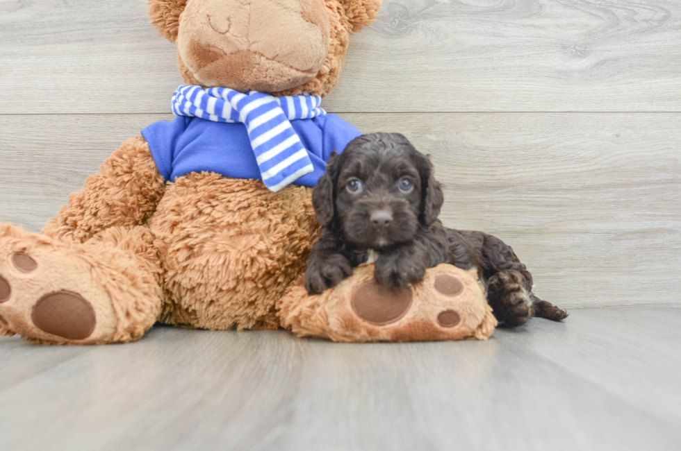 5 week old Cockapoo Puppy For Sale - Pilesgrove Pups