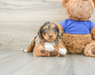 6 week old Cockapoo Puppy For Sale - Pilesgrove Pups