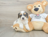 8 week old Cockapoo Puppy For Sale - Pilesgrove Pups