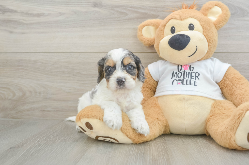 5 week old Cockapoo Puppy For Sale - Pilesgrove Pups