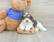 6 week old Cockapoo Puppy For Sale - Pilesgrove Pups