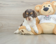 8 week old Cockapoo Puppy For Sale - Pilesgrove Pups