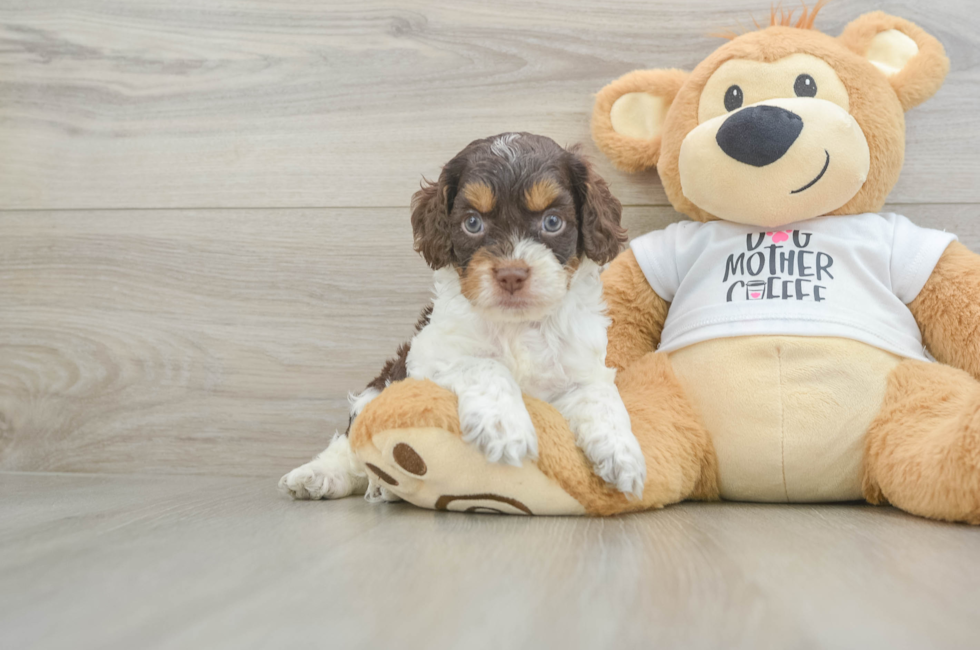 5 week old Cockapoo Puppy For Sale - Pilesgrove Pups