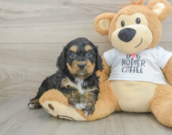 8 week old Cockapoo Puppy For Sale - Pilesgrove Pups