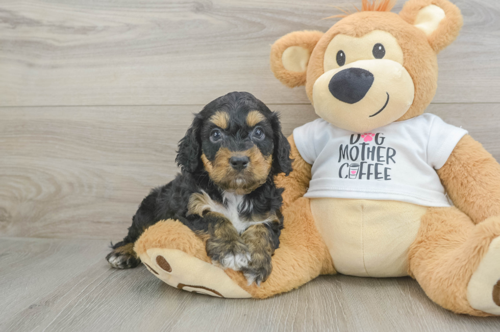 5 week old Cockapoo Puppy For Sale - Pilesgrove Pups