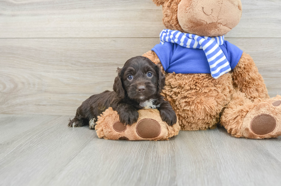 5 week old Cockapoo Puppy For Sale - Pilesgrove Pups