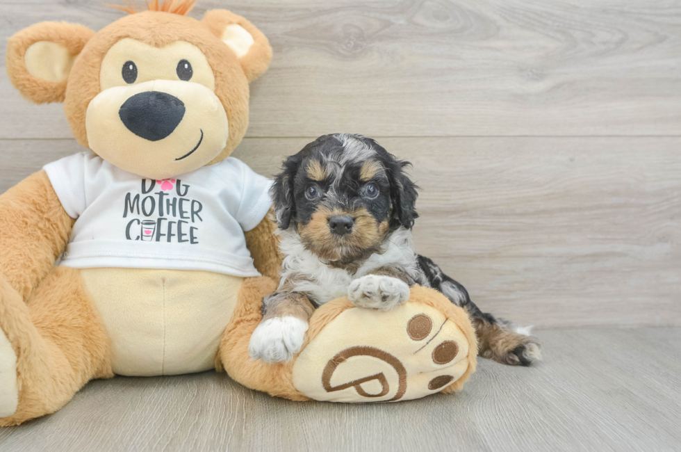 5 week old Cockapoo Puppy For Sale - Pilesgrove Pups