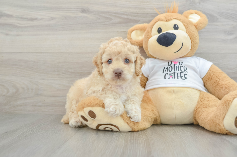 5 week old Cockapoo Puppy For Sale - Pilesgrove Pups