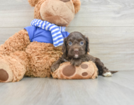 7 week old Cockapoo Puppy For Sale - Pilesgrove Pups