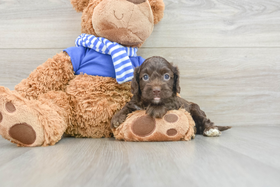 Smart Cockapoo Poodle Mix Pup