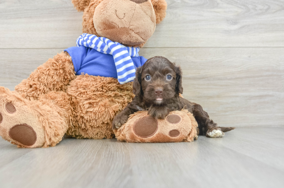 7 week old Cockapoo Puppy For Sale - Pilesgrove Pups