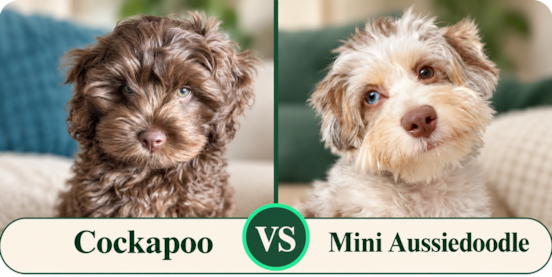 Cockapoo vs Mini Aussiedoodle Comparison