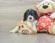 5 week old Cocker Spaniel Puppy For Sale - Pilesgrove Pups