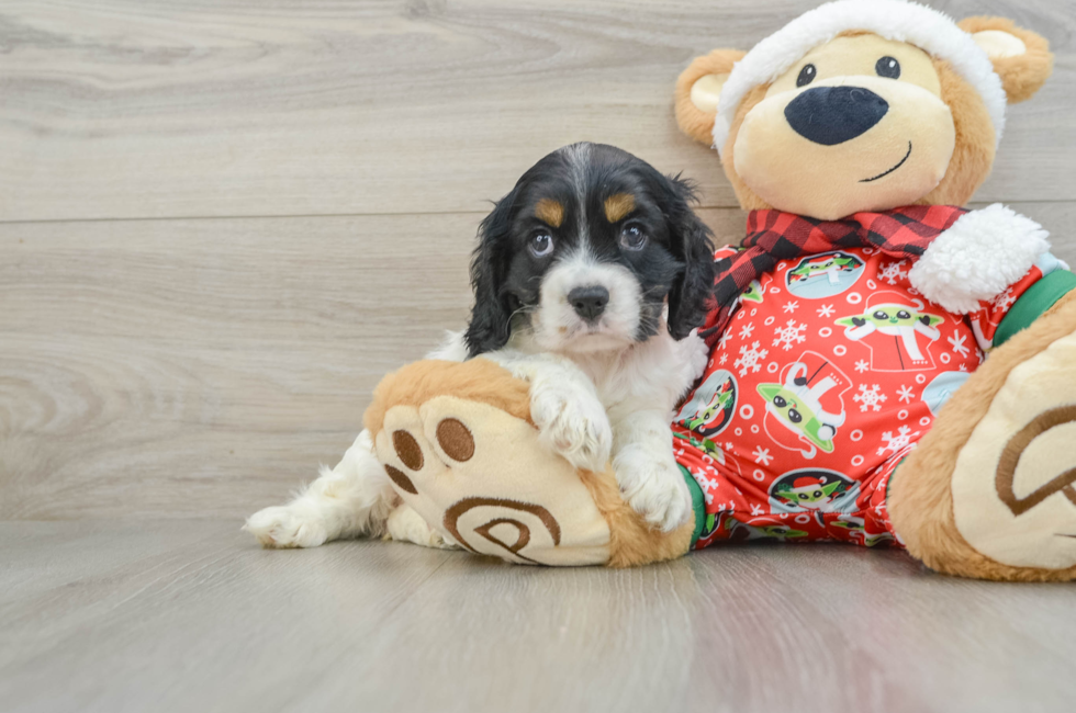 5 week old Cocker Spaniel Puppy For Sale - Pilesgrove Pups