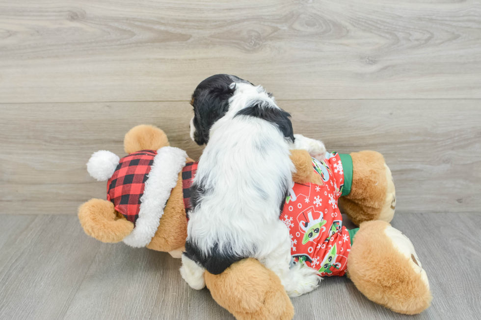 Best Cocker Spaniel Baby