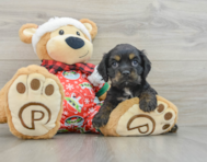 5 week old Cocker Spaniel Puppy For Sale - Pilesgrove Pups