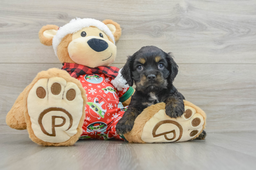 Cocker Spaniel Pup Being Cute