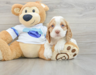 8 week old Cocker Spaniel Puppy For Sale - Pilesgrove Pups