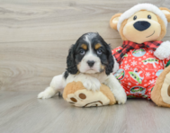 5 week old Cocker Spaniel Puppy For Sale - Pilesgrove Pups