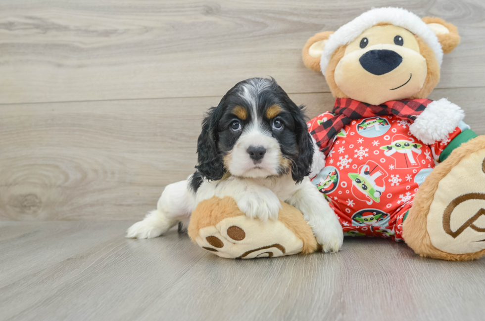 5 week old Cocker Spaniel Puppy For Sale - Pilesgrove Pups