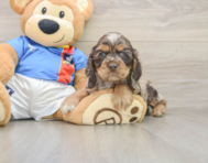5 week old Cocker Spaniel Puppy For Sale - Pilesgrove Pups