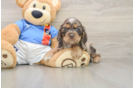Best Cocker Spaniel Baby
