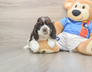 5 week old Cocker Spaniel Puppy For Sale - Pilesgrove Pups