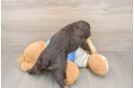 Cute Cocker Spaniel Purebred Puppy