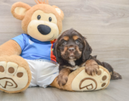 5 week old Cocker Spaniel Puppy For Sale - Pilesgrove Pups