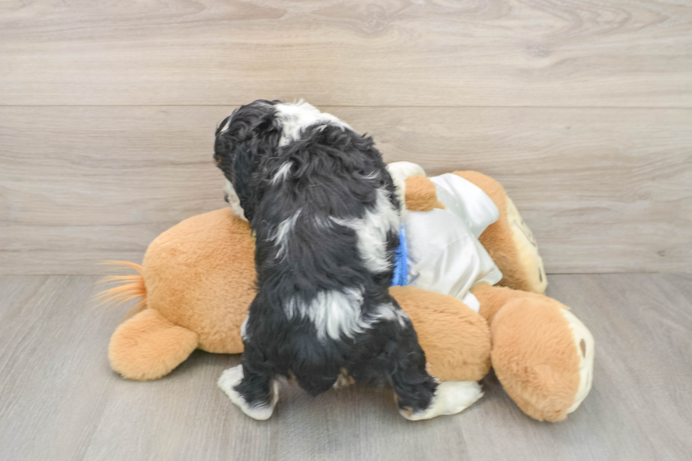 Cute Cocker Spaniel Purebred Puppy